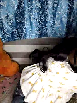 Snapshot of pinki-rani1 chatting on 07/07/26, 05:17 pinki-rani1 online show from 07/07/26, 05:17