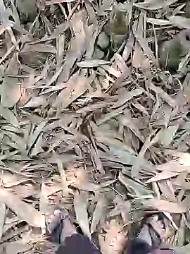 Snapshot of ThethunderPo chatting on 02/21/25, 05:24 ThethunderPo online show from 02/21/25, 05:24