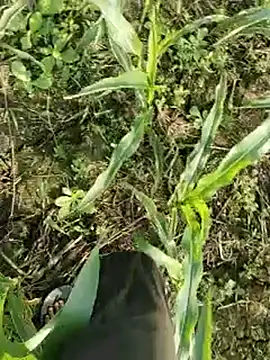 ThethunderPo online show from 03/17/26, 02:27