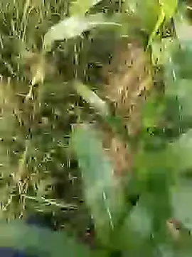 ThethunderPo online show from 03/29/26, 02:55