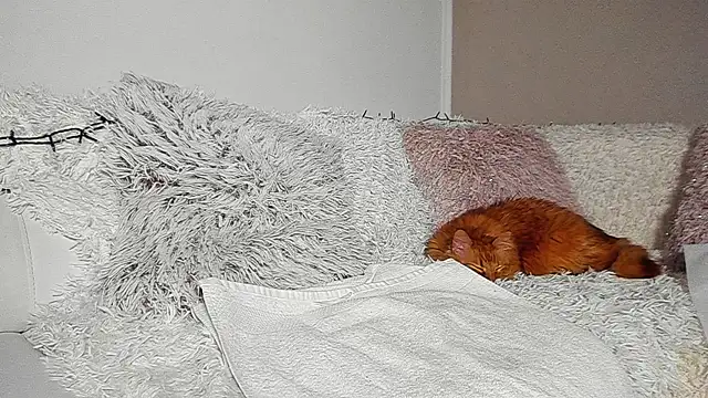 BrianaDiamondXXX online show from 04/07/26, 07:14