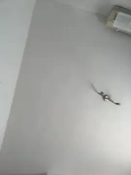 itsCassie online show from 10/13/25, 01:00