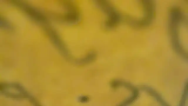 fmodel online show from 01/03/25, 03:44