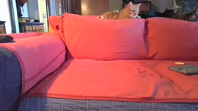 naked bear online show from 02/05/25, 10:41