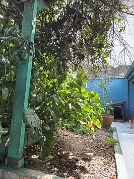 sofy alone online show from 03/20/26, 05:18