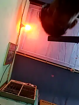 dhapli4u online show from 02/06/26, 08:18