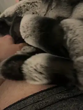 Furdale online show from 12/02/24, 04:20