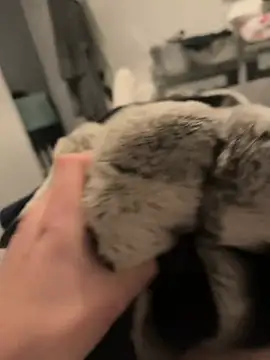 Furdale online show from 12/16/24, 05:11