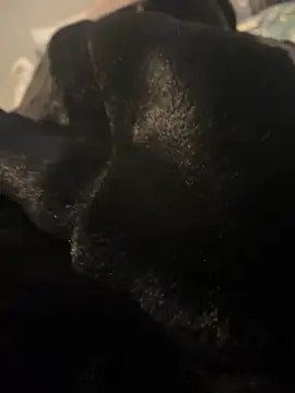 Furdale online show from 12/20/24, 03:10