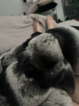 Furdale online show from 12/24/24, 11:17