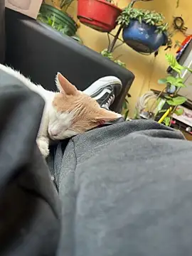 Lilmarieee online show from 02/24/25, 04:15