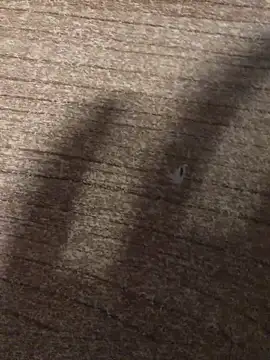 Snapshot of gokhanbey34 chatting on 12/21/25, 12:40 gokhanbey34 online show from 12/21/25, 12:40