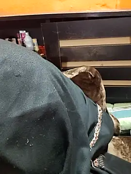 Diya 143 online show from 01/12/26, 06:35