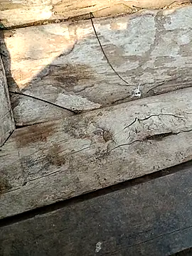 kummuduabbai online show from 03/03/26, 09:26