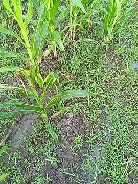 kummuduabbai online show from 03/11/26, 01:11