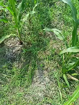 kummuduabbai online show from 03/19/26, 07:34