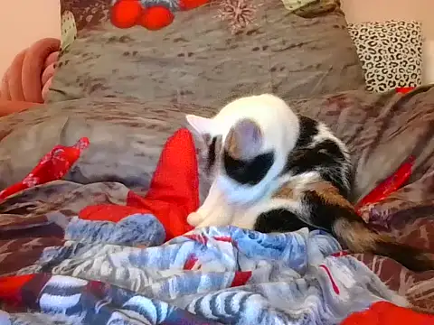 RealLittleRedRidingHood online show from 11/17/25, 05:52