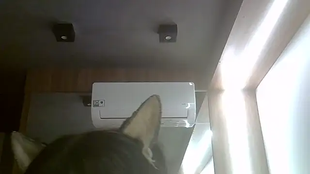 Snapshot of Skinny-Kitten chatting on 07/20/26, 11:45 Skinny-Kitten online show from 07/20/26, 11:45
